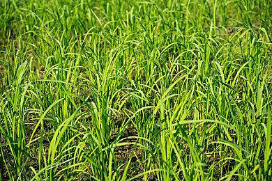 曝《刺客信条：Hexe》是单女主 史上最黑暗刺客游戏