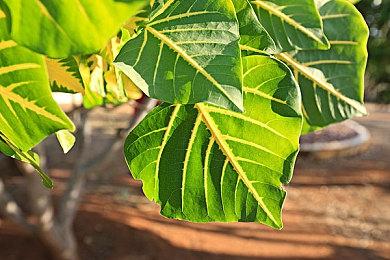 缝合怪游戏《幻兽帕鲁》新实机演示 预计2022年发售